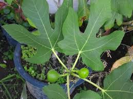 Varietas tin yang adaptif tumbuh di indonesia yaitu brown turkey, green yordan, purple yordan, panache, conadria. Fruit Tin Fruit From Heaven Steemit