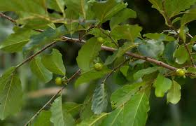Image result for Diospyros squarrosa