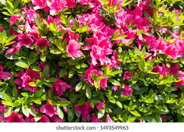 Image result for Rhododendron pulchrum