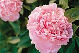 Check spelling or type a new query. 6 Peony Facts That Will Make You Love These Flowers Even More Better Homes Gardens