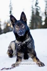Ddr dark sable german shepherd. If I Was To Get A Dog Black Sable Ddr Czech Gsd So Pretty Love The Reverse Raccoon Eyes Sable German Shepherd German Shepherd Dogs German Shepherd
