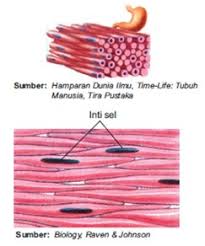 O iya, selain otot, pada tubuh manusia juga terdapat rangka, lo. Jaringan Otot Manusia Dibagi Menjadi 3 Yaitu Biologi Archives Warung Sains Teknologi Jaringan Tulang Rawan Dapat Dibedakan Menjadi Tiga Yaitu Glen Cummingham