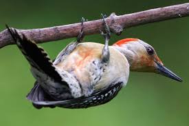 Small Green Bird With Red Spot On Head Pictures Of Common Woodpecker Species Great Backyard Bird Count Woodpecker Birds