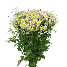 Image result for Matricaria