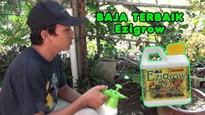 Sukatan baja foliar ezigrow untuk semua tanaman. Cara Bancuh Baja Foliar Dan Sembur Ezigrow Fertilizer Youtube
