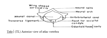 In anatomy, the atlas (c1) is the most superior (first) cervical vertebra of the spine and is located in the neck. Biology Paper 2 Aug Sept 2018