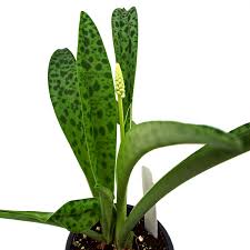 Image result for Drimiopsis