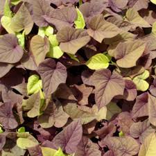 The care of carolina allspice is easy. Proven Accents Sweet Caroline Sweetheart Red Sweet Potato Vine Ipomoea Batatas Proven Winners