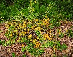 Image result for Chaenomeles japonica