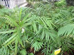 Image result for Lomariopsis