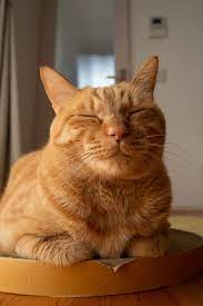 Pin On Cat Facts