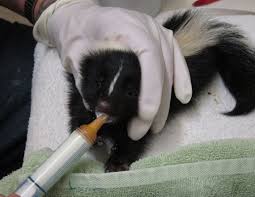 First Baby Skunks At Wildcare Wildcare