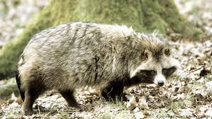 Quite an impressive figure when you compare it to how long a raccoon typically lives in the wild! Raccoons Wreak Havoc With Agriculture And Native Species In Japan Asia An In Depth Look At News From Across The Continent Dw 25 09 2018
