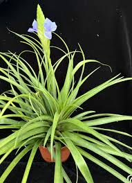 Image result for Cyanotis lanata