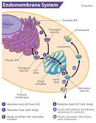 Which Among The Following Is Not A Part Of The Endomembrane System?