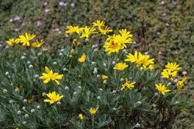 Pictured here is the purple dome aster that we have growing. St Michael S Mount On Twitter Euryops Pectinatus A Yellow Flowering Evergreen Shrub From The Aster Family And Native To South Africa Eastterraces Ourcoastalgarden Https T Co Hdcqu0ccoh