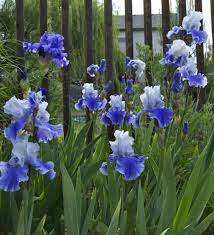 Friday Flora Iris Fantastico Blue Iris Flowers Bearded Iris Iris Flowers