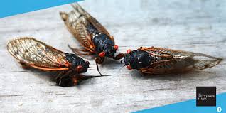 Cicada brood x and your yard:much more benefit than harm. Lea7xamqw6vukm