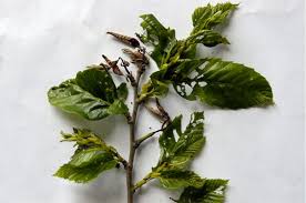 After frosts, chestnuts are down, but not out