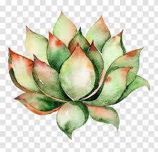 Check spelling or type a new query. Clip Art Cactus And Succulents Watercolor Painting Succulent Plant Drawing Green Flower Transparent Png