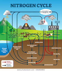 Nitrogen Cycle Vector Illustration Labeled Educational Stock Vector Royalty Free 1562654851 In 2020 Nitrogen Cycle Nitrogen Cycle