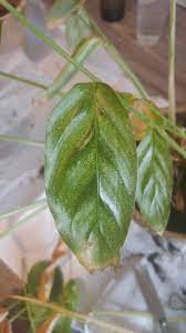 So i force shut down the pc, and when start it up, more than 3 little dots appeared on the bottom left side of my screen. Calathea Leopardina Getting Dried Leaves And White Spots What S The Cause Plantclinic