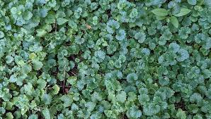 Image result for Glechoma