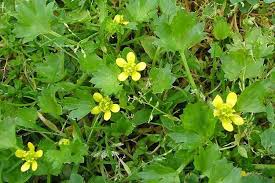 Image result for Ranunculus multifidus