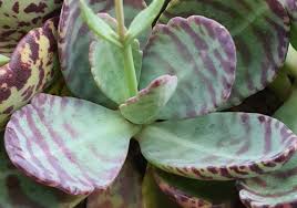 Image result for Kalanchoe marmorata
