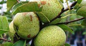 Maybe you would like to learn more about one of these? The Wildlife Group Fruit Trees And Select Hardwoods For Deer Food Plots And Wildlife Management Fruit Trees And Hardwoods For Deer Food Plots