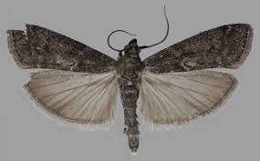 Image result for Pyla fusca