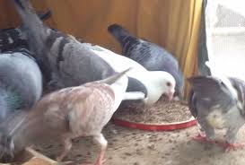 How To Train A Homing Pigeon Homing Pigeons Pigeon Racing Pigeon Lofts