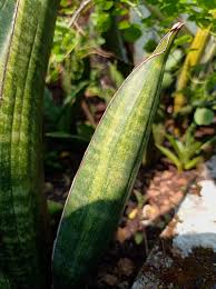 Image result for Sansevieria dawei