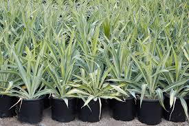 Image result for Belonophora