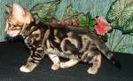 Bengal cat - Wikipedia