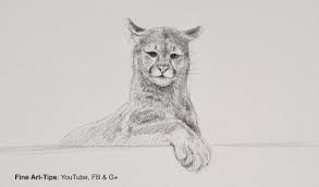 How To Draw A Puma Mountain Lion Or Puma Narrated Drawing Art Finearttips Puma Mountainlion Pencil Tutorial Pa Mountain Lion Drawings Lion Drawing