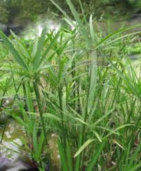 Image result for Prismatocarpus cordifolius