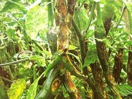 Komoditas cabe rawit menjadi salah satu jenis cabe yang memiliki jumlah permintaan banyak dipasaran, umumnya memang memiliki permintaan yang stabil. Penyakit Pada Tanaman Cabe Dan Cara Mengatasinya Bibitbunga Com