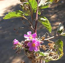 Image result for Melochia melissifolia
