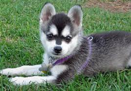 I Saw One At The Dog Park Today An Alaskan Klee Kai Which Is Like A Mini Husky So Freaking Adorable Alaskan Klee Kai Alaskan Klee Kai Puppy Mini Huskies