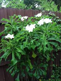 Plumeria Pudica Or Everblooming Plumeria A New Kind Of Flowering Plant Plumeria Pudica Indoor Flowering Plants Plants