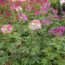 Image result for Cleome schimperi