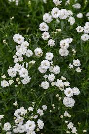 Image result for Achyrospermum ciliatum