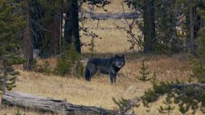 Bernard's Wolf vs Lion, Human, Dog and Squirrel in Size Comparison