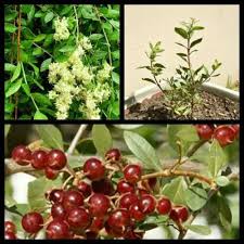 Image result for Lawsonia inermis