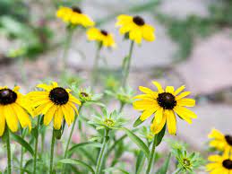 We did not find results for: 9 Great Rudbeckia Varieties