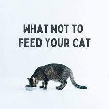 No artificial colors or flavors. Toxic Foods What Your Cat Should Never Eat Pethelpful By Fellow Animal Lovers And Experts