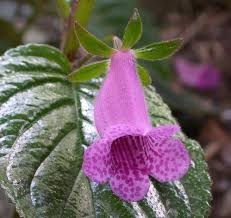 Image result for Heinsia zanzibarica