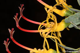 Image result for Plicosepalus amplexicaulis