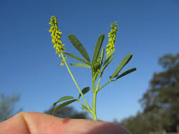 Image result for Melilotus indicus